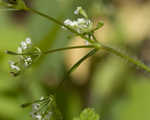 Sweet cicely <BR>Anise-root <BR>longstyle sweetroot